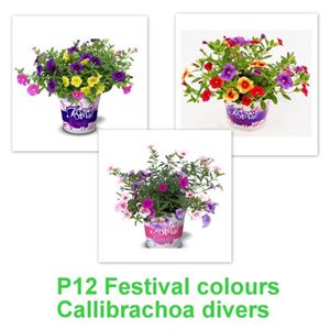 Afbeelding van Festival Colours Calibrachoa mixpot P12 Divers